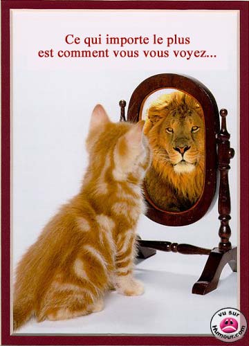 Oh ! mirroir... Qui c'est le lion maintenant ?!